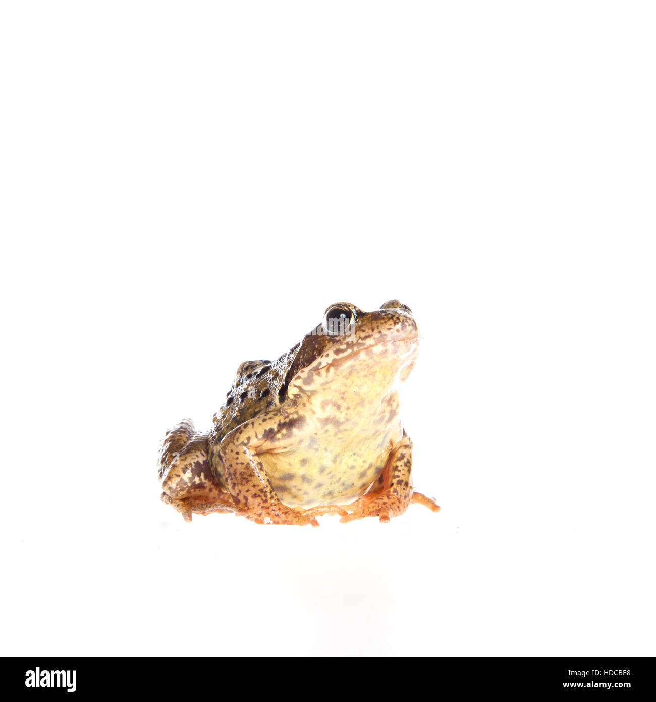 Frog on white Stock Photo