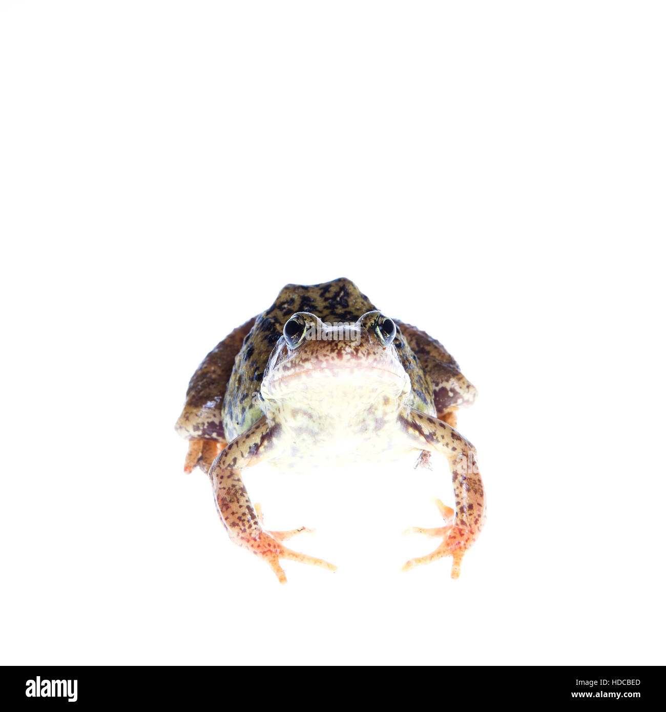 Frog on white Stock Photo Alamy
