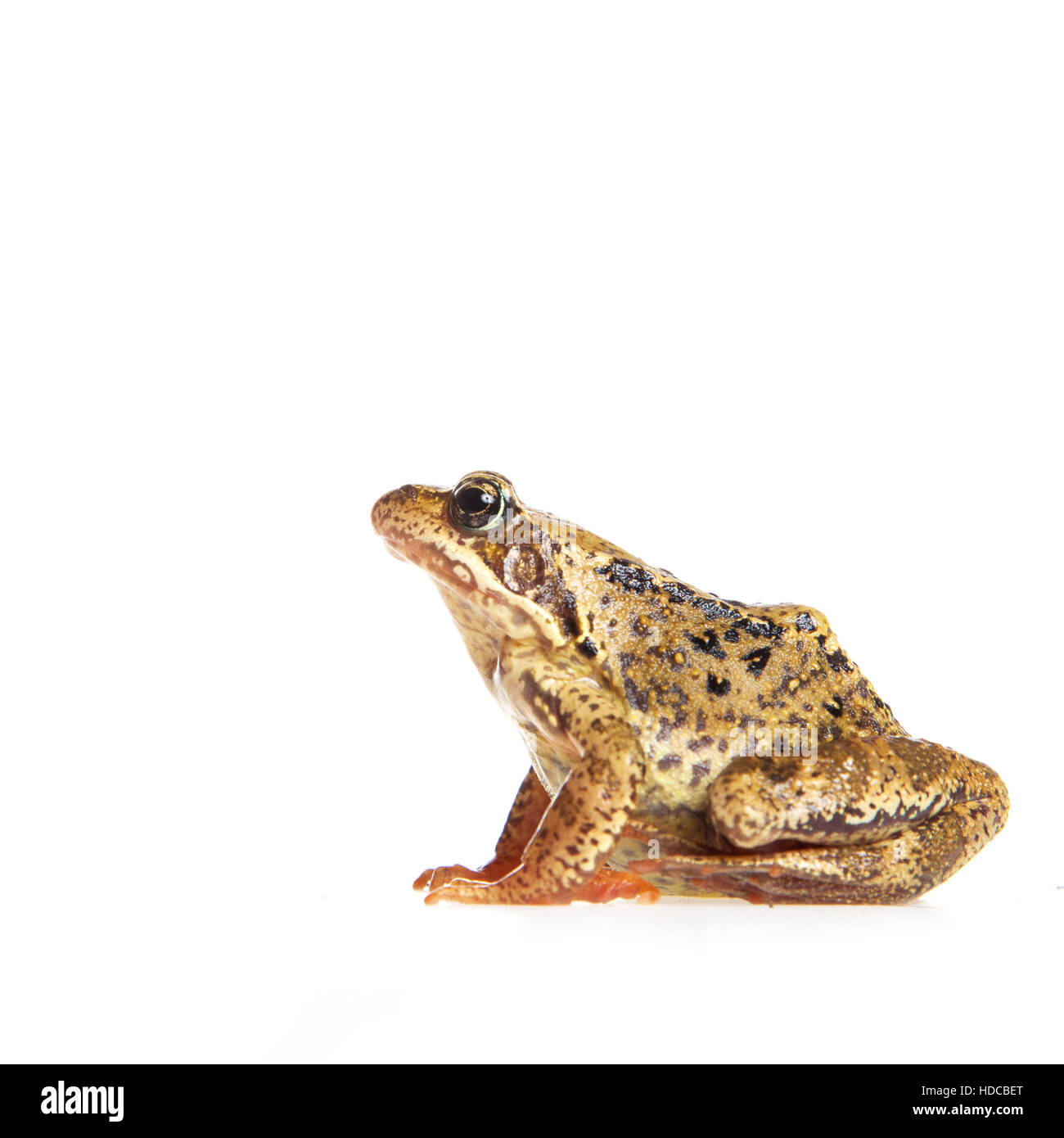 Frog on white Stock Photo