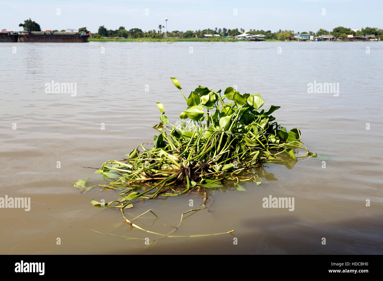 Eichhornia crassipes, or water hyacinth, is a free-floating perennial aquatic plant (hydrophyte) native to tropical South America and considered as an Stock Photo