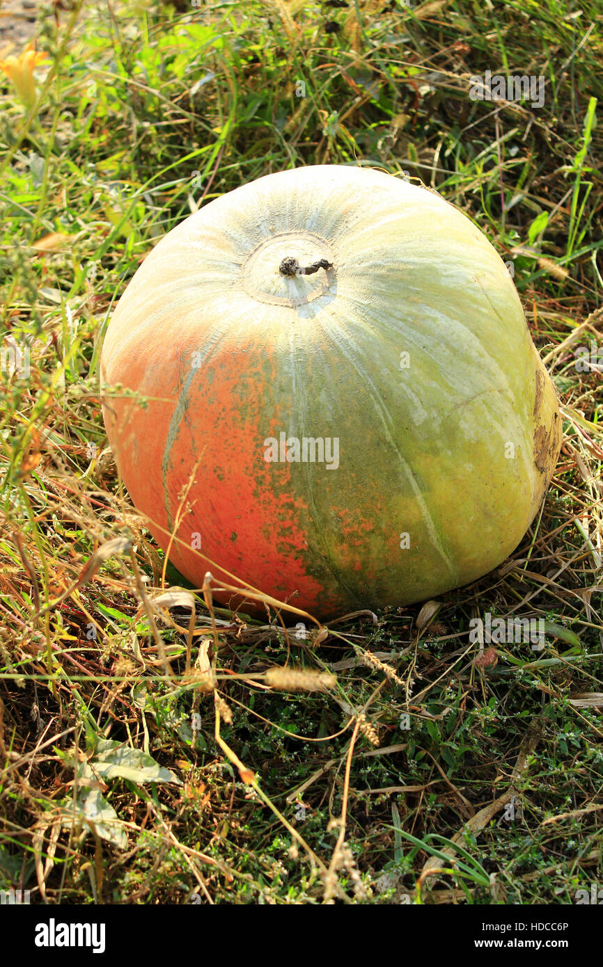 big and round pumpkin in the kitchen garden Stock Photo