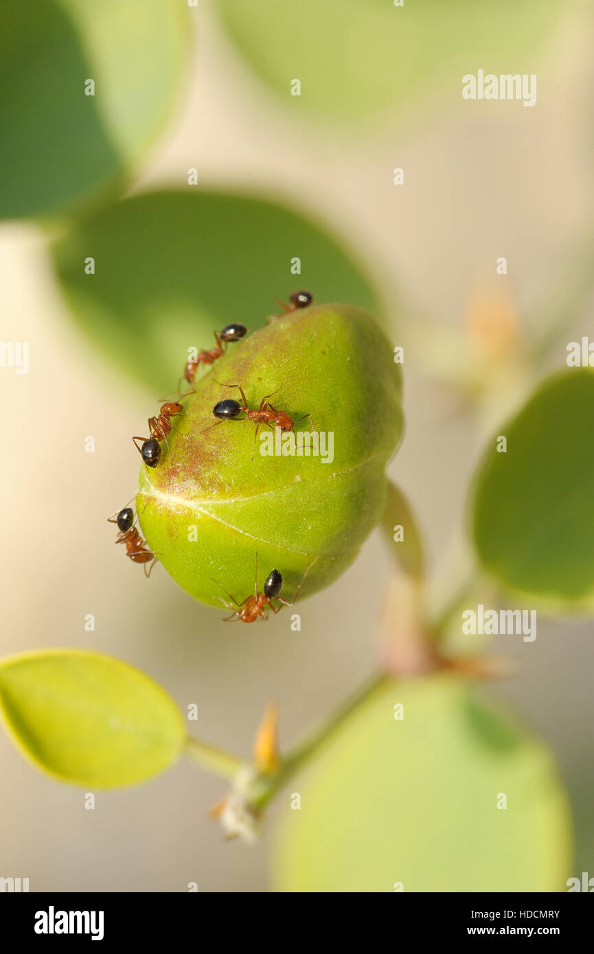Capparis spinosa, best known for the edible flower buds (capers Stock