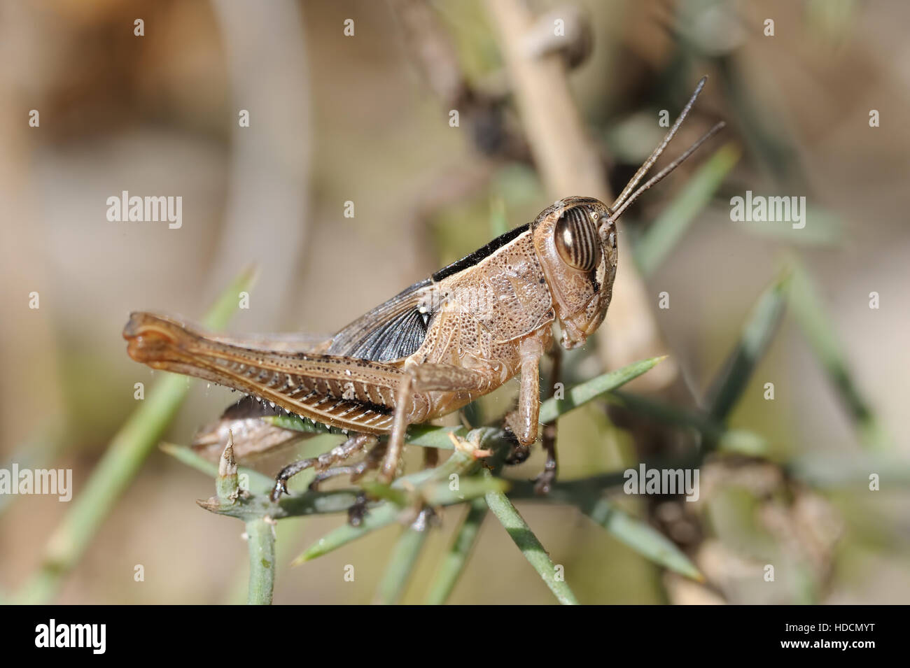 Closeup of the nature of Israel on a branch Stock Photo