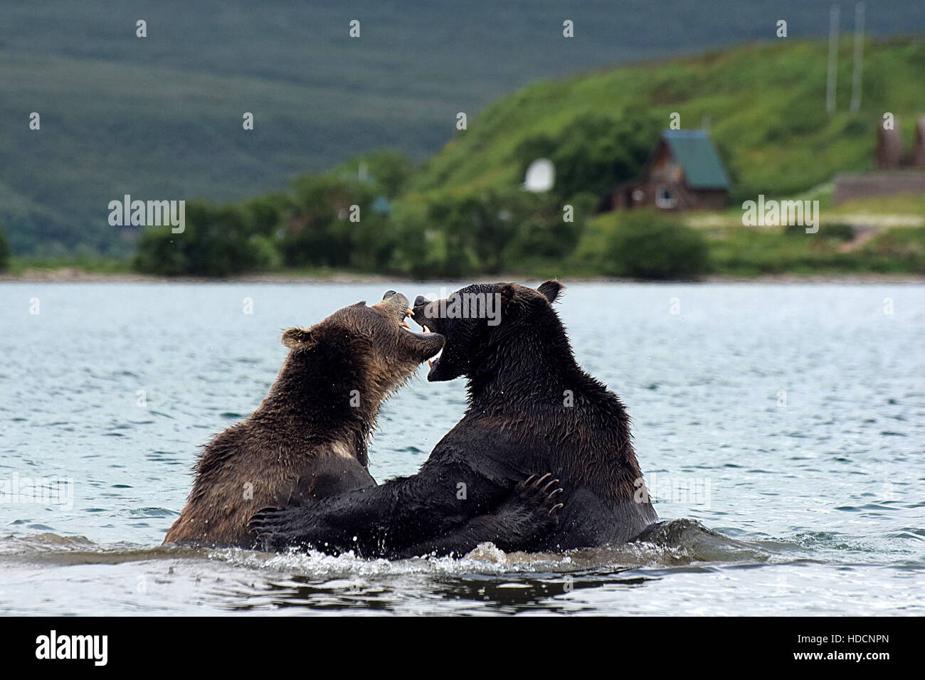 Kamchatka Peninsula Russia Stock Photo Alamy Kamchatka Peninsula Russia Stock Photo Alamy
