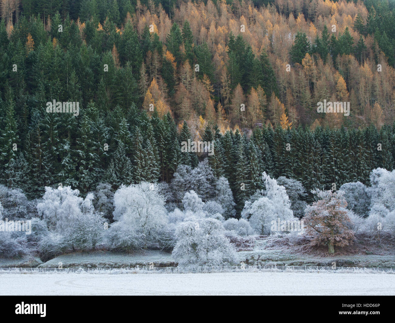 Frosty winter trees in the Scottish borders. Scotland Stock Photo Alamy