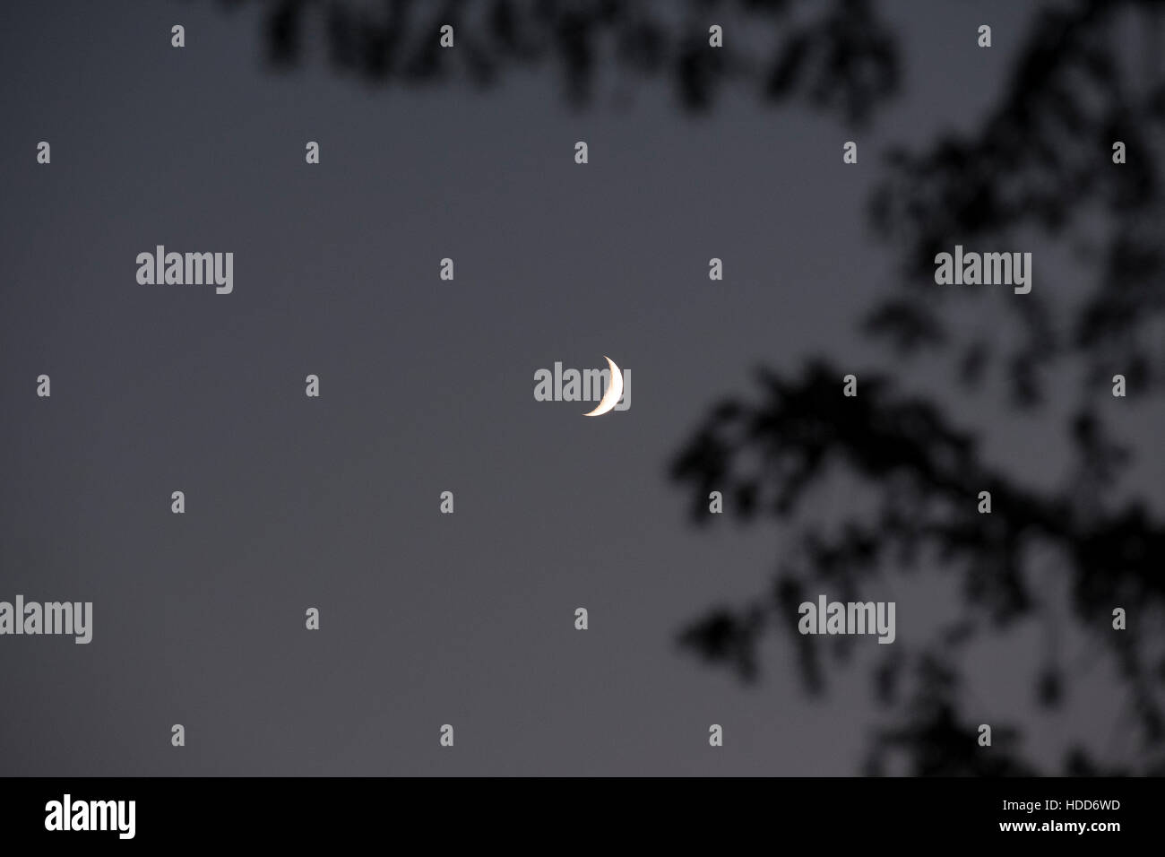 Crescent moon seen through the trees. Stock Photo