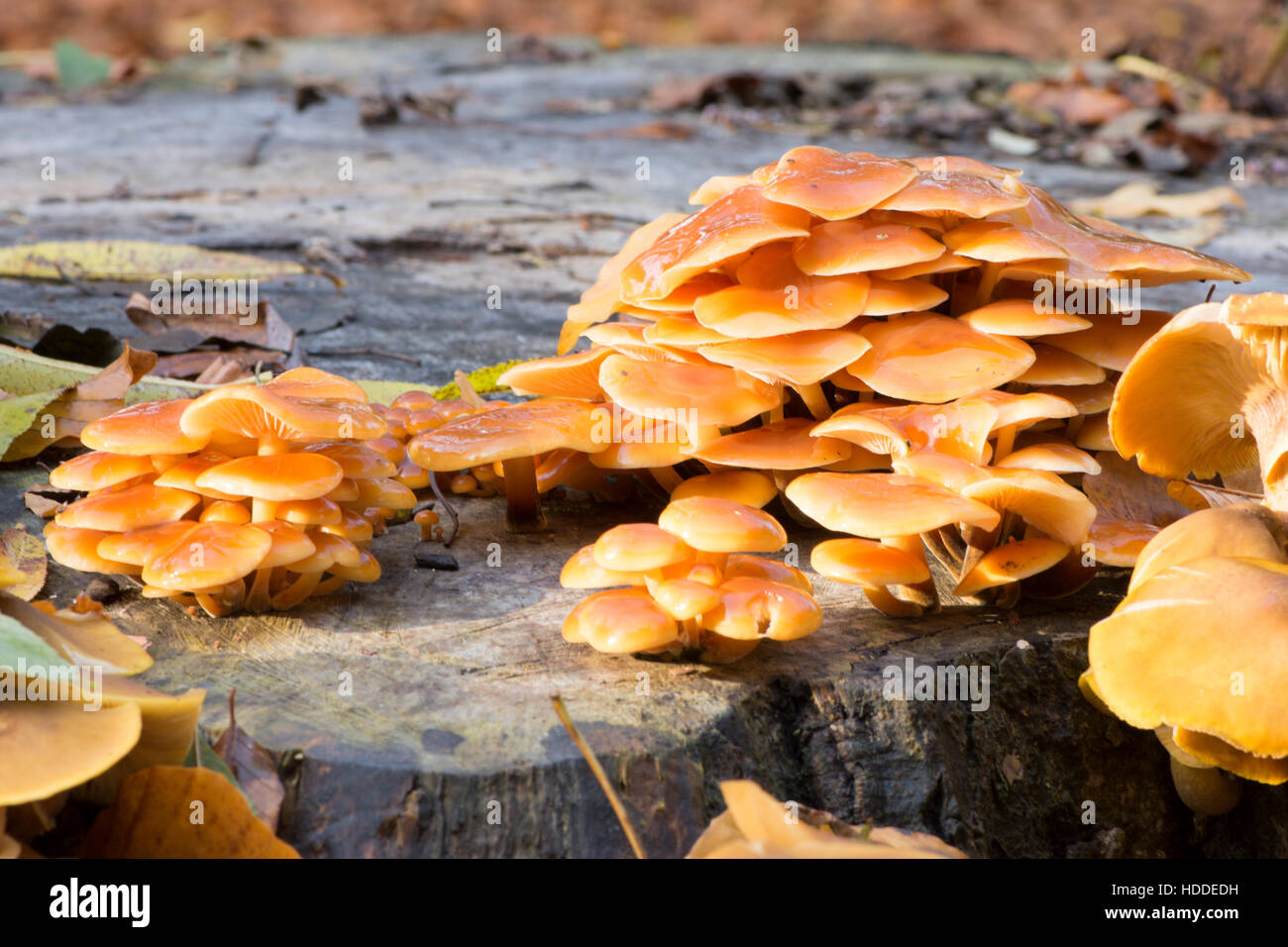 The Velvet Shank (Flammulina velutipes) November, Growing on cut tree
