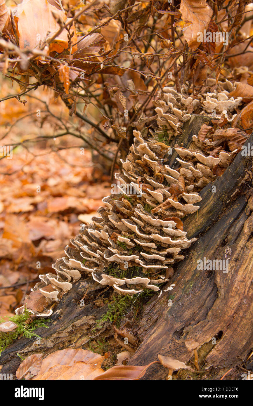 Turkeytail fungus (formerly known as the Many-Zoned Polypore Trametes versicolor – also known as Coriolus versicolor and Polyporus versicolor Stock Photo