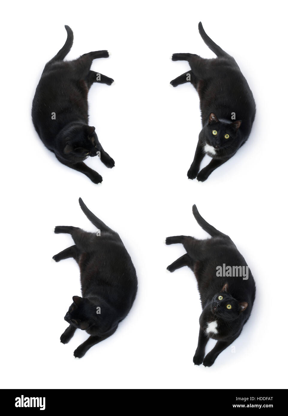 Lying on the floor black cat isolated over the white background Stock Photo