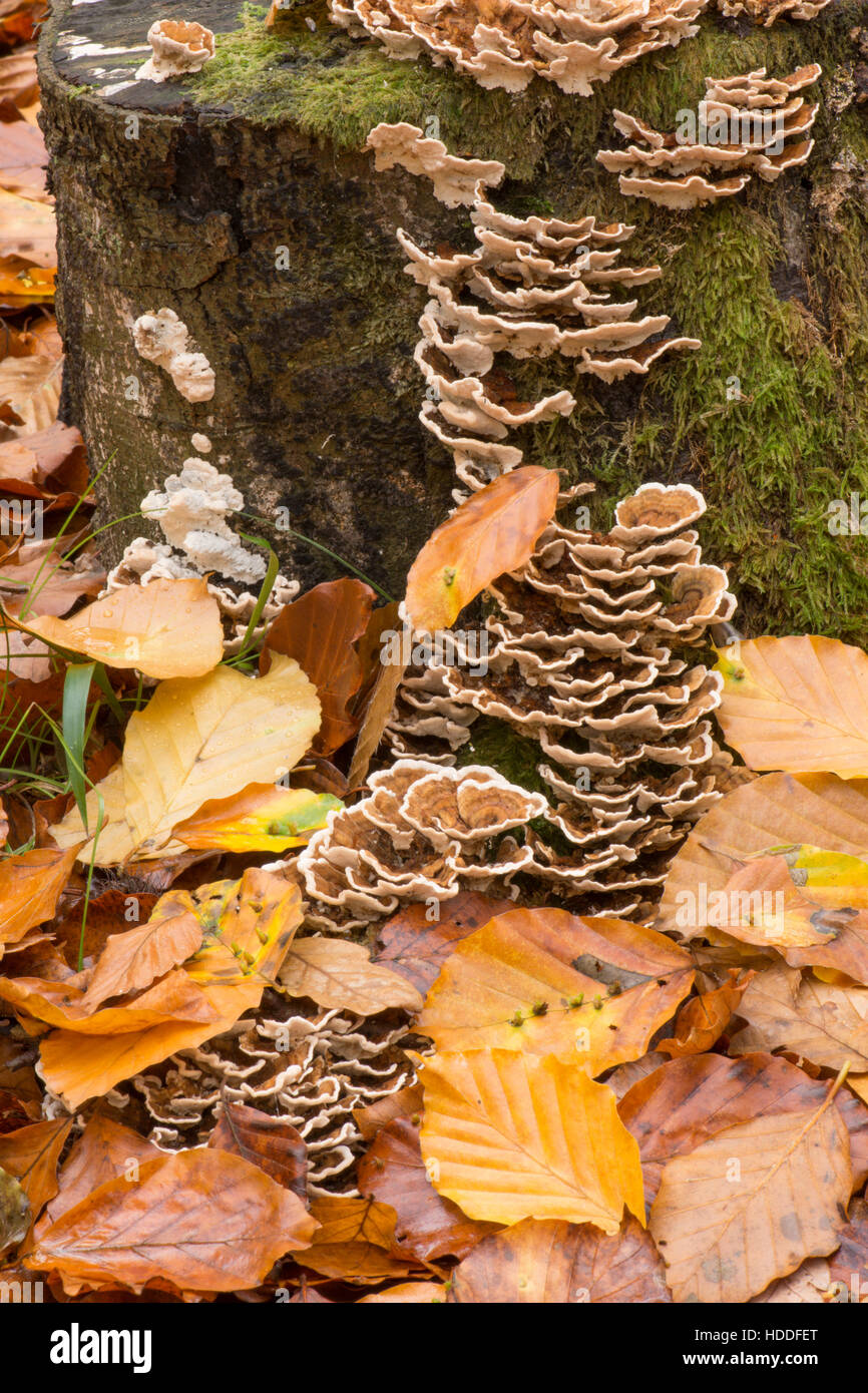 Turkeytail fungus (formerly known as the Many-Zoned Polypore Trametes versicolor – also known as Coriolus versicolor and Polyporus versicolor Stock Photo