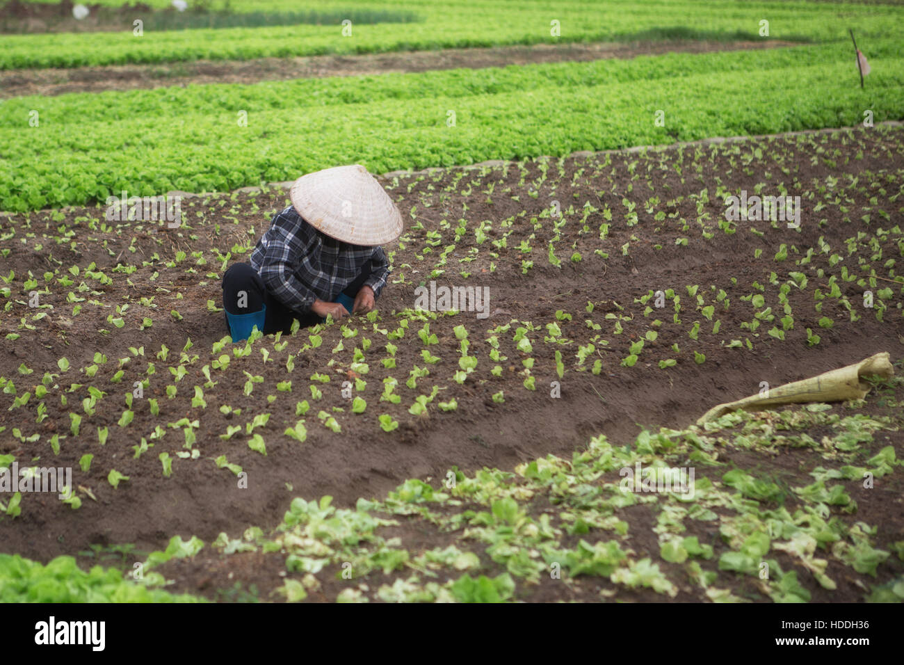 Vietnamese farmer working in a field in North Vietnam Stock Photo - Alamy