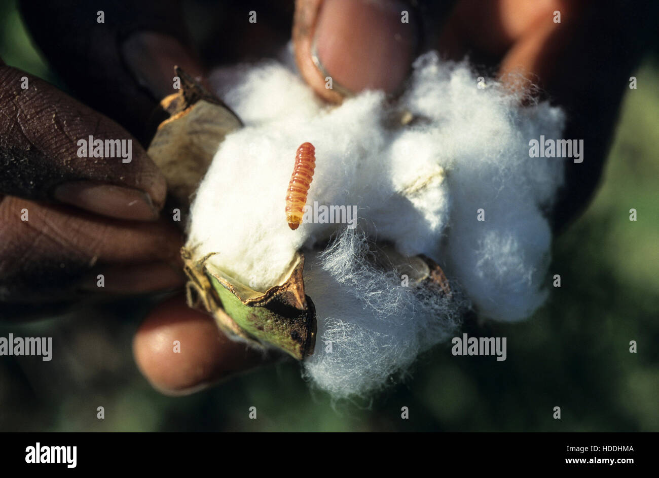 Cotton Farming Pest High Resolution Stock Photography and Images Alamy