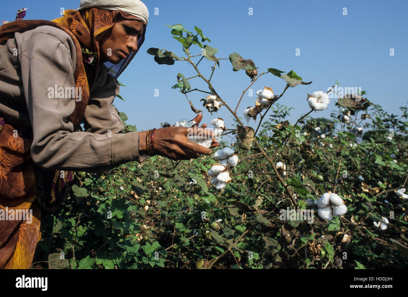 INDIA, Madhya Pradesh, Kasrawad, organic cotton farming, women harvest