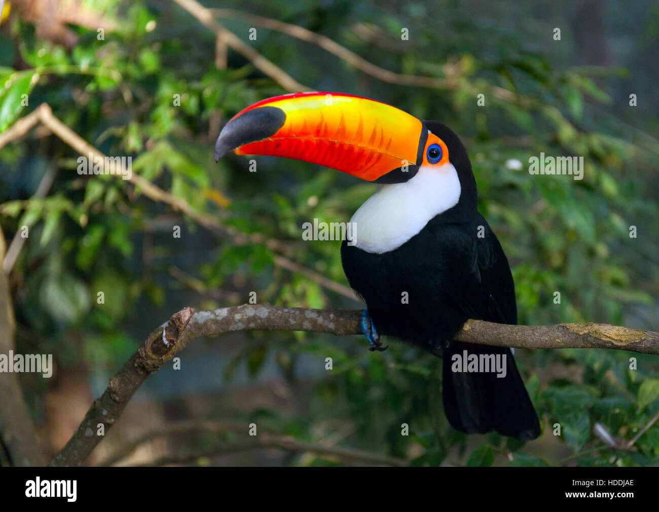 Toucan Ramphastos toco sitting on tree branch in tropical forest Stock Photo