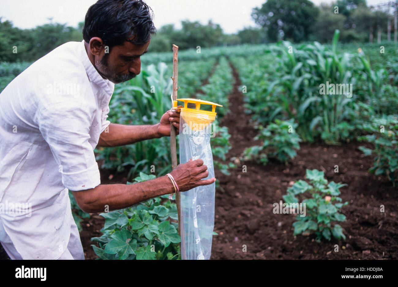 Cotton Farming Pest High Resolution Stock Photography and Images Alamy