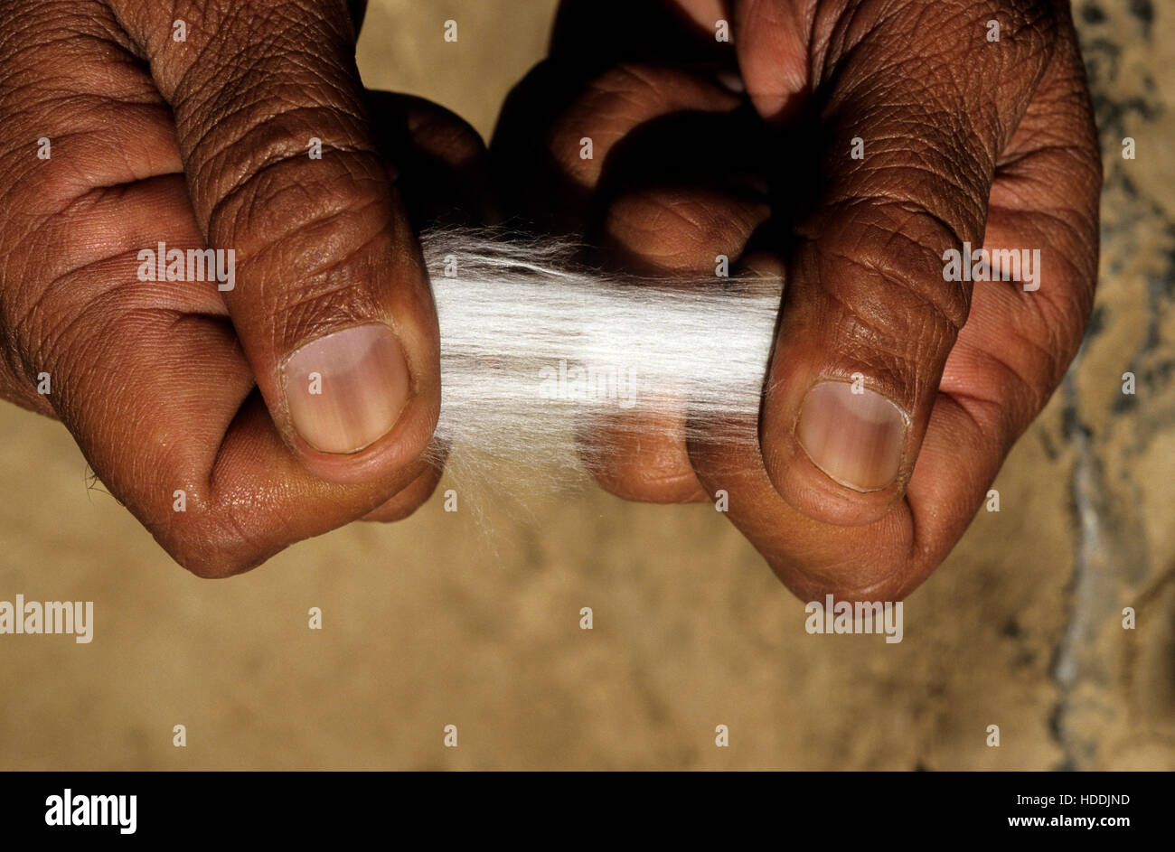 INDIA, Madhya Pradesh, Kasrawad, cotton ginning factory, quality check, staple length of fibre Stock Photo