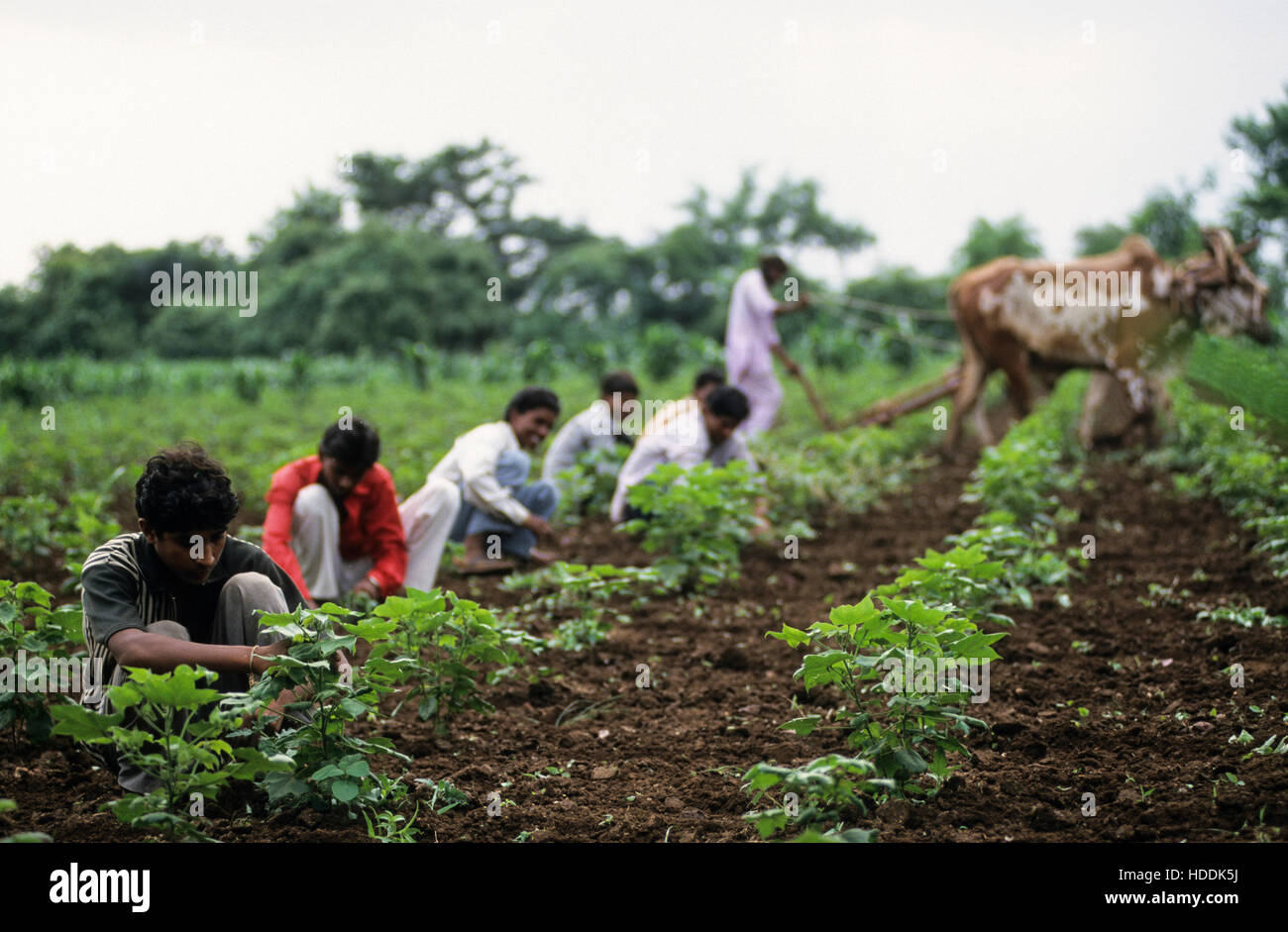 INDIA, Madhya Pradesh, Kasrawad, organic cotton farming, farmer weeds