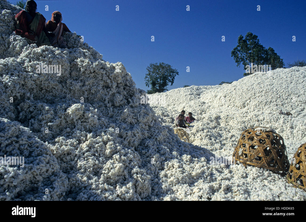 Place Of The Cotton High Resolution Stock Photography and Images Alamy