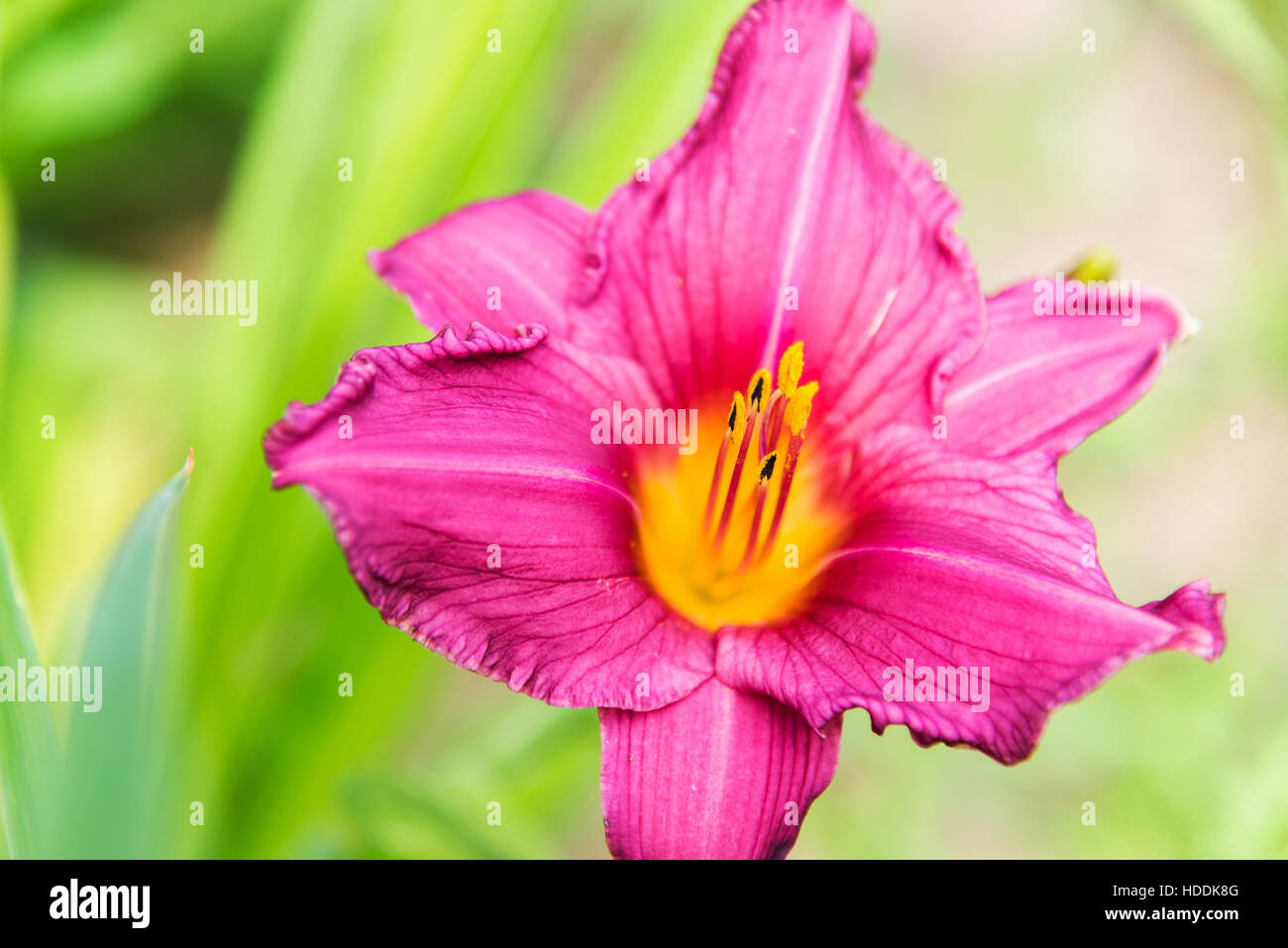 Large flower of pink daylily Stock Photo