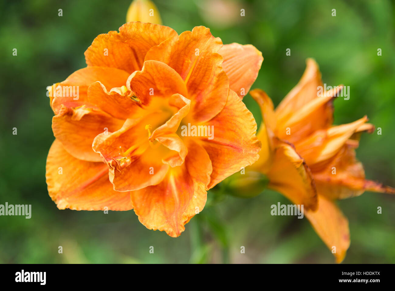 Large flower of terry orange daylily Stock Photo Alamy