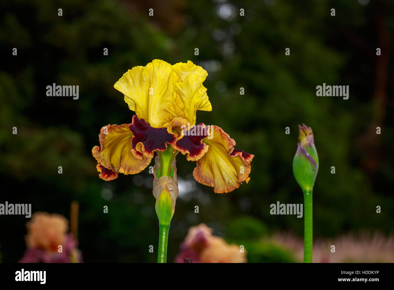 Beautiful bearded iris flower blooming in the garden Stock Photo - Alamy