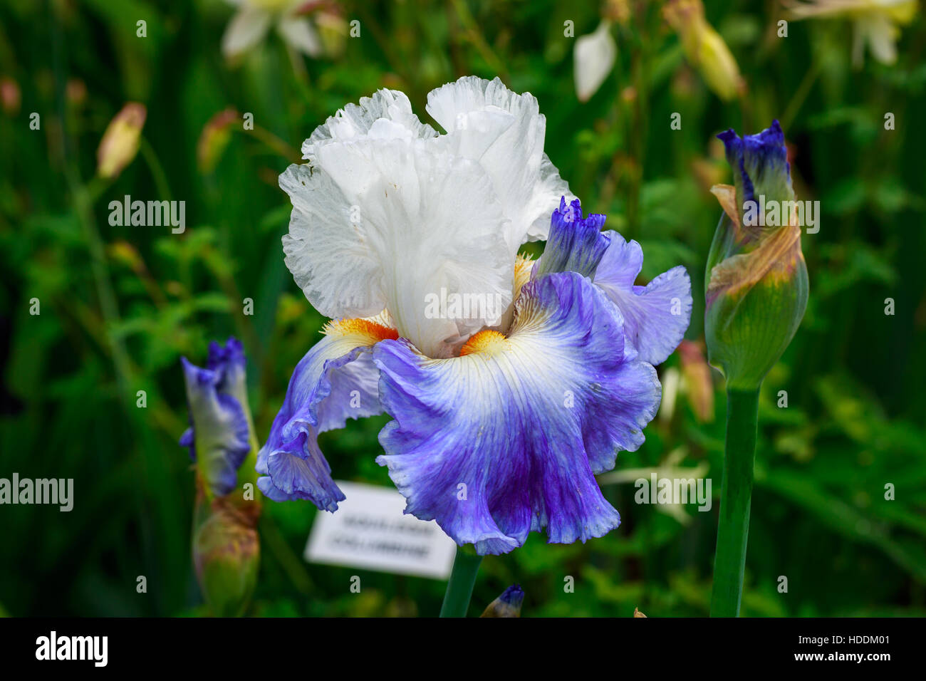 Beautiful bearded iris flower blooming in the garden Stock Photo Alamy