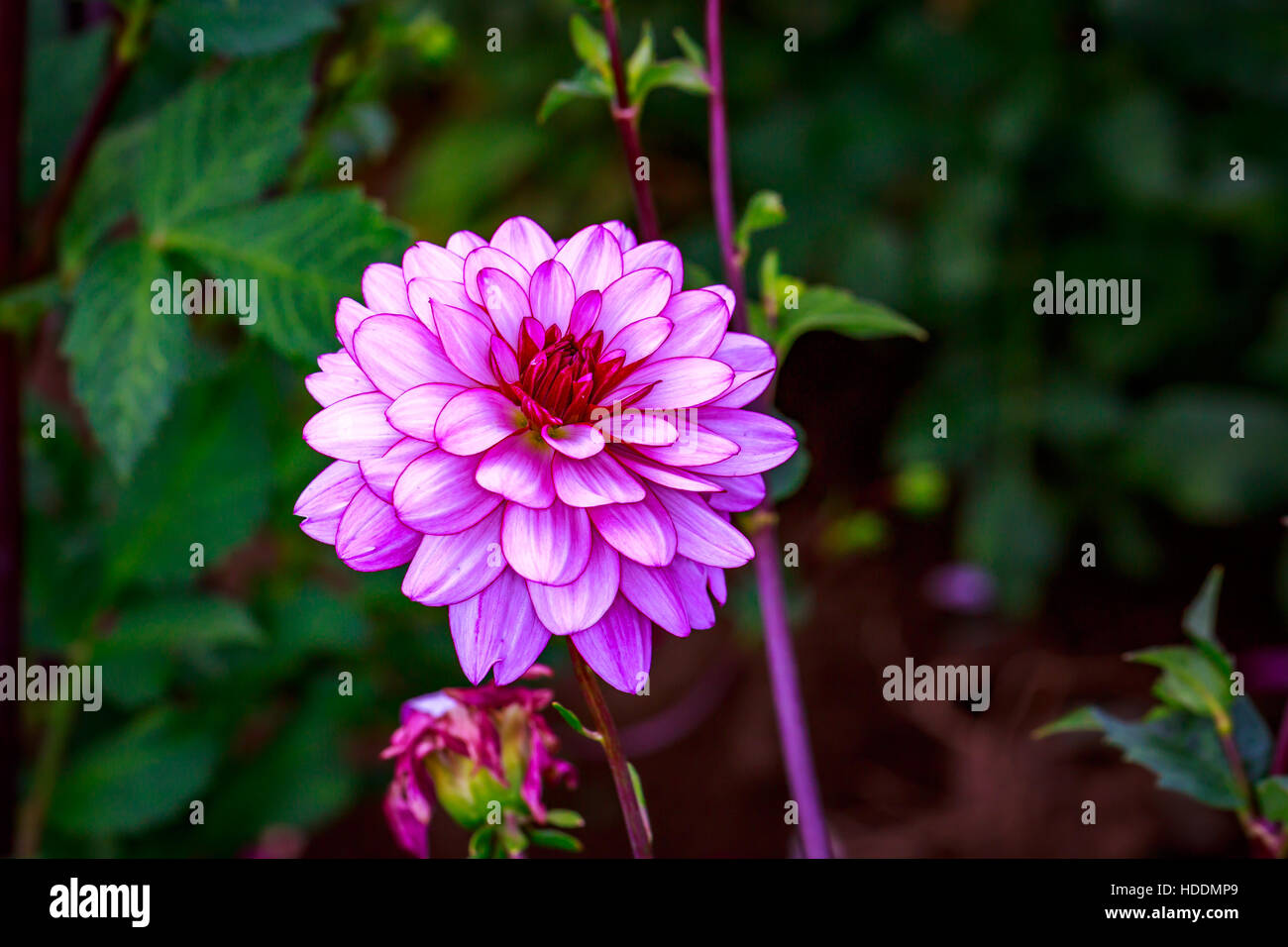 Closeup of dahlia flower in full bloom in the garden Stock Photo Alamy