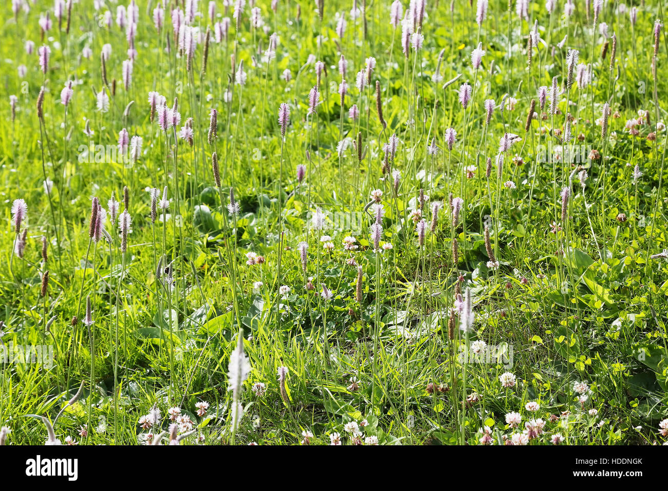 lush green grass with wildflowers Stock Photo - Alamy