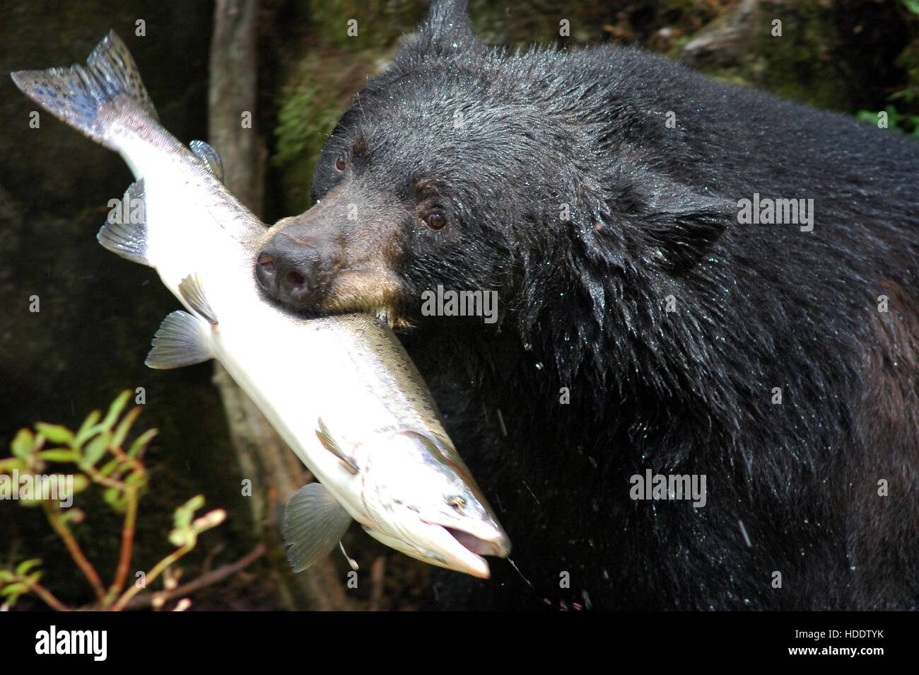 A wild American Black Bear catches a Pacific Chum salmon at the Elwha River in the Olympic National Park August 4, 2004 in Port Angeles, Washington. Stock Photo