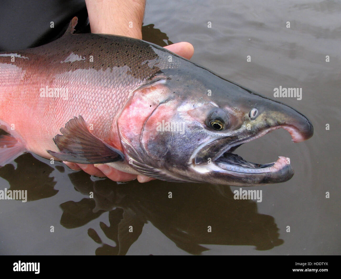 August salmon run hires stock photography and images Alamy