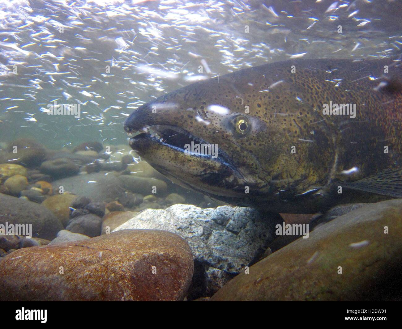 An underwater closeup of a King Chinook Salmon swimming in the Elwha