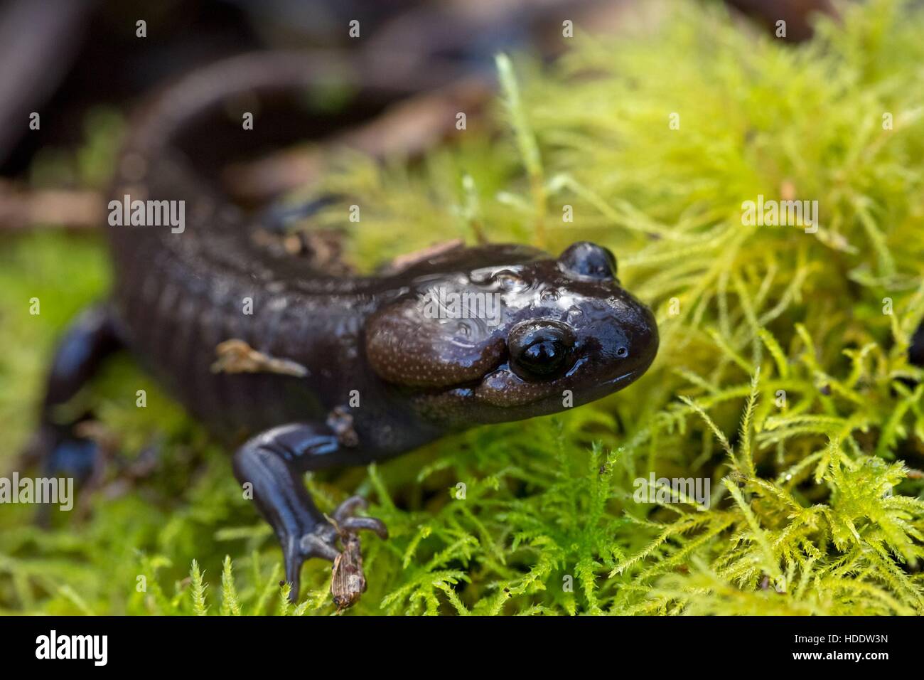 A brown northwestern salamander inhabits the grasslands at the Oregon