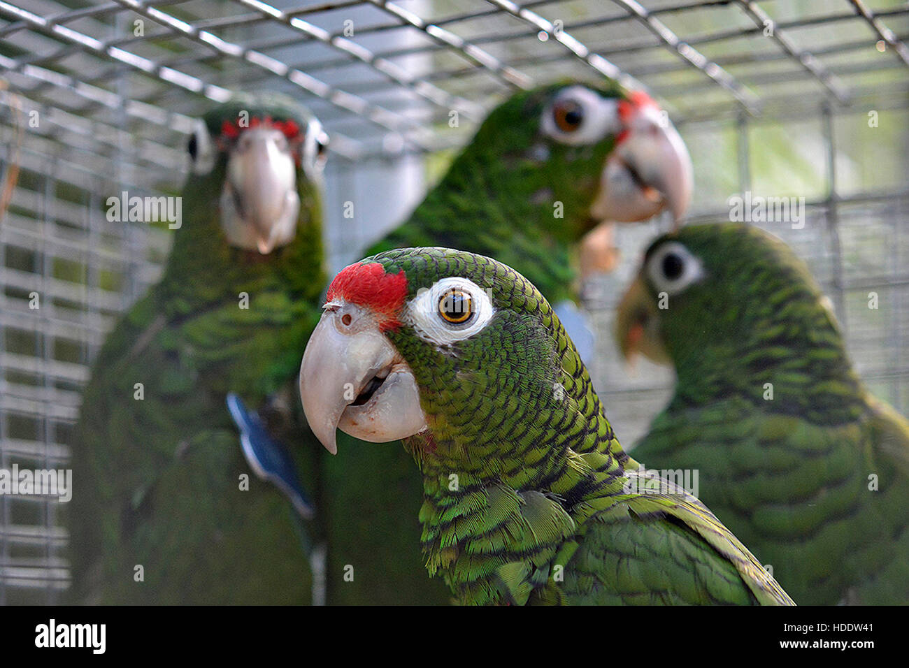Puerto Rican Amazon parrots in a cage prior to release at the Maricao State Forest November 23, 2016 in Maricao, Puerto Rico. Stock Photo