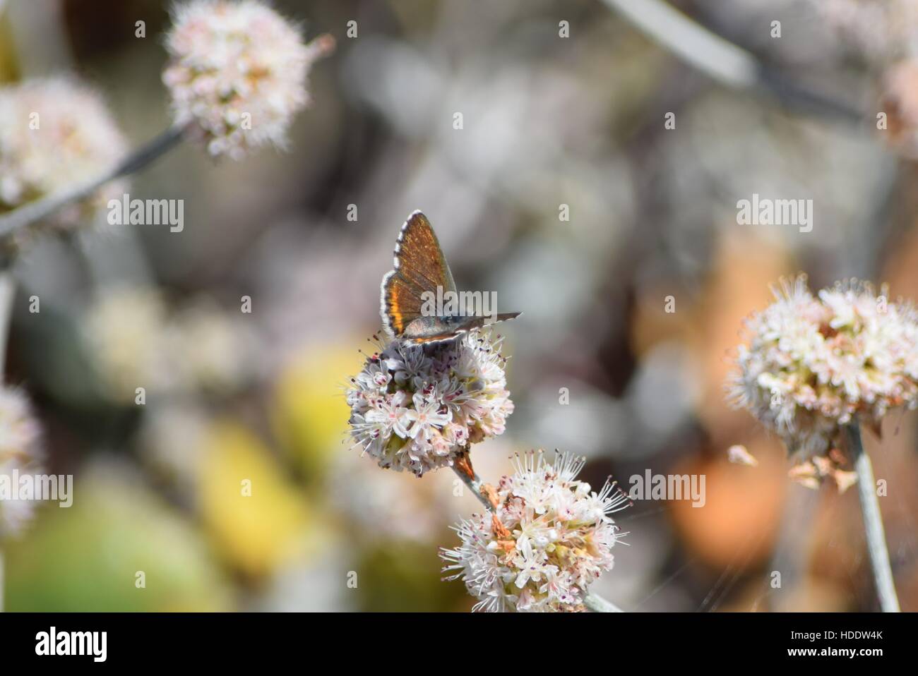 A brightly colored female Smiths blue butterfly sits on a flower at the Salinas River National Wildlife Refuge July 20, 2016 in Salinas, California. Stock Photo