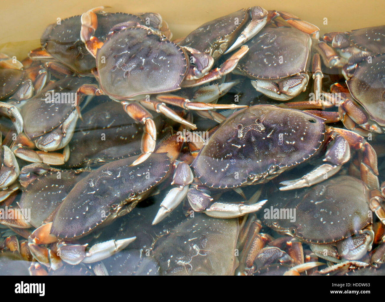 Fresh wild-caught Dungeness crabs for sale at the Newport fishing pier