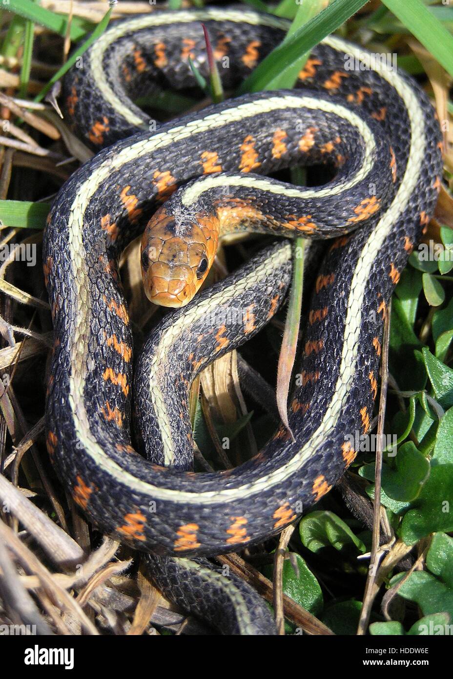 A black Oregon Red-Spotted common garter snake with red spots and a white stripe down its back lies on the forest floor February 5, 2010 in the Willamette Valley, Oregon. Stock Photo