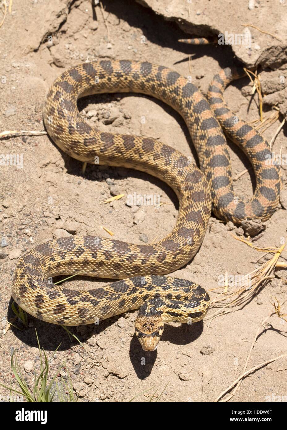 A yellow and brown spotted Pacific gopher snake slithers along the arid, rocky desert ground June 19, 2012 in Oregon. Stock Photo