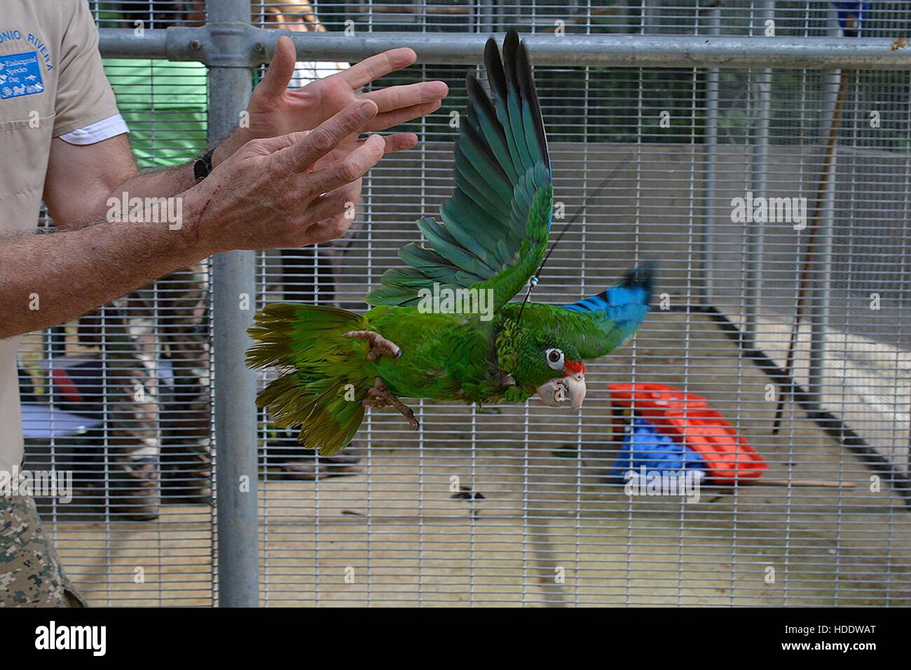 A Puerto Rican Amazon parrot flies out its handlers hands in a cage prior to release at the Maricao State Forest November 23, 2016 in Maricao, Puerto Rico. Stock Photo