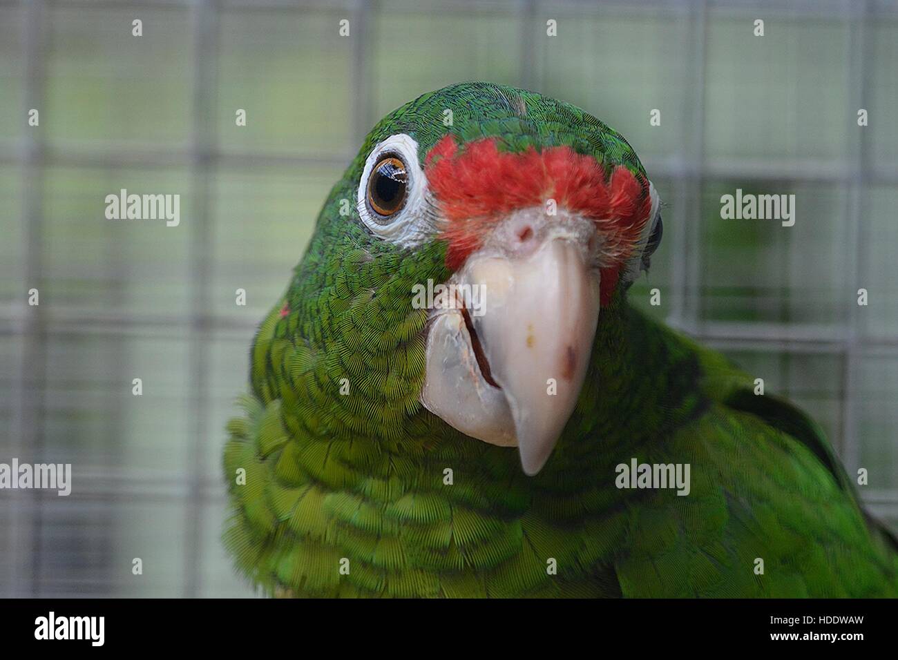 Close-up of a Puerto Rican Amazon parrot in a cage prior to release at the Maricao State Forest November 23, 2016 in Maricao, Puerto Rico. Stock Photo