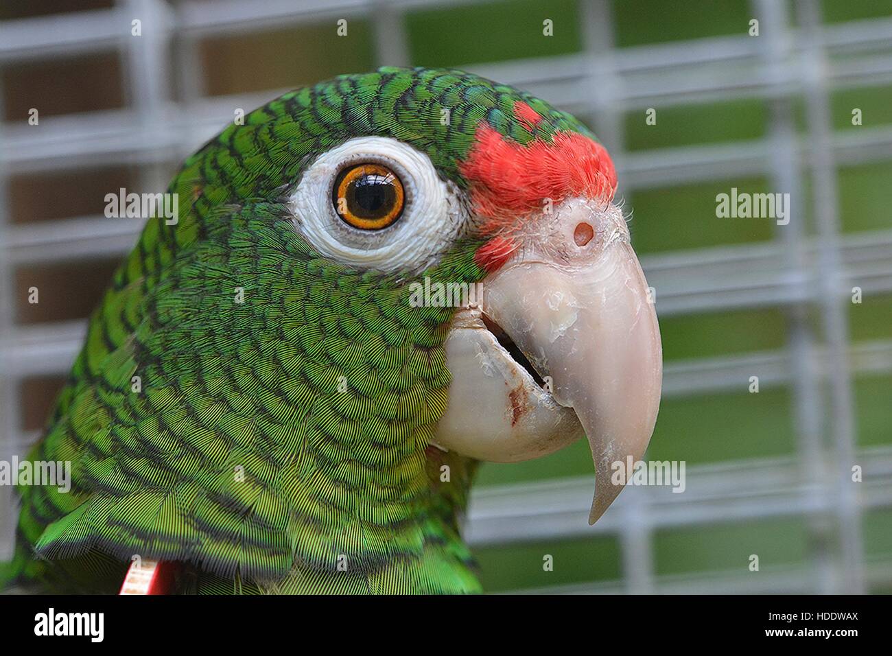 Close-up of a Puerto Rican Amazon parrot in a cage prior to release at the Maricao State Forest November 23, 2016 in Maricao, Puerto Rico. Stock Photo