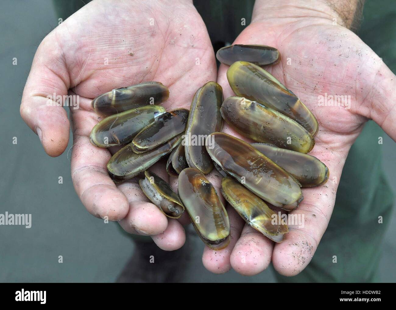 A biologist holds a group of fresh young baby razor clams at the