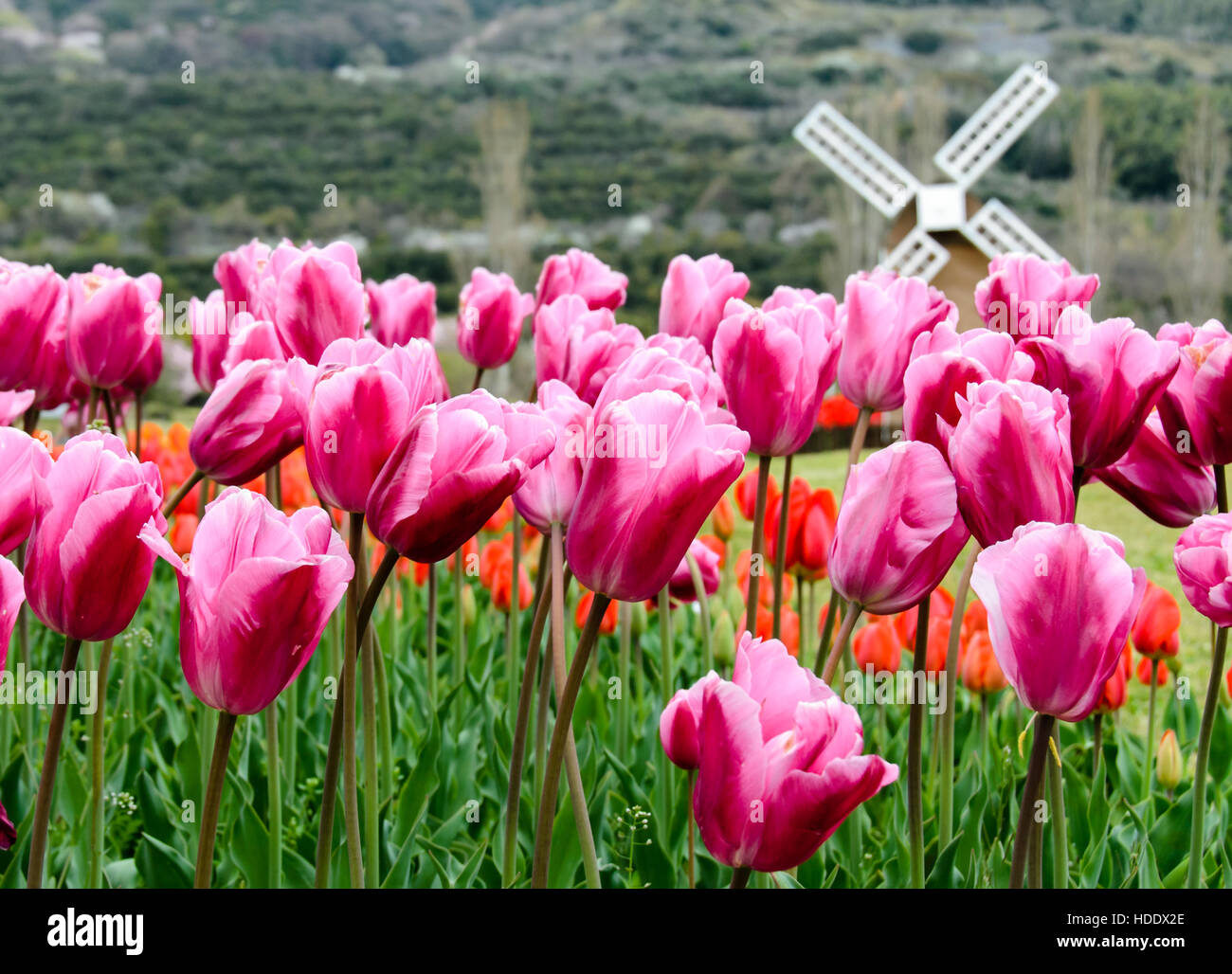 Field of blooming pink tulips with windmill background Stock Photo - Alamy