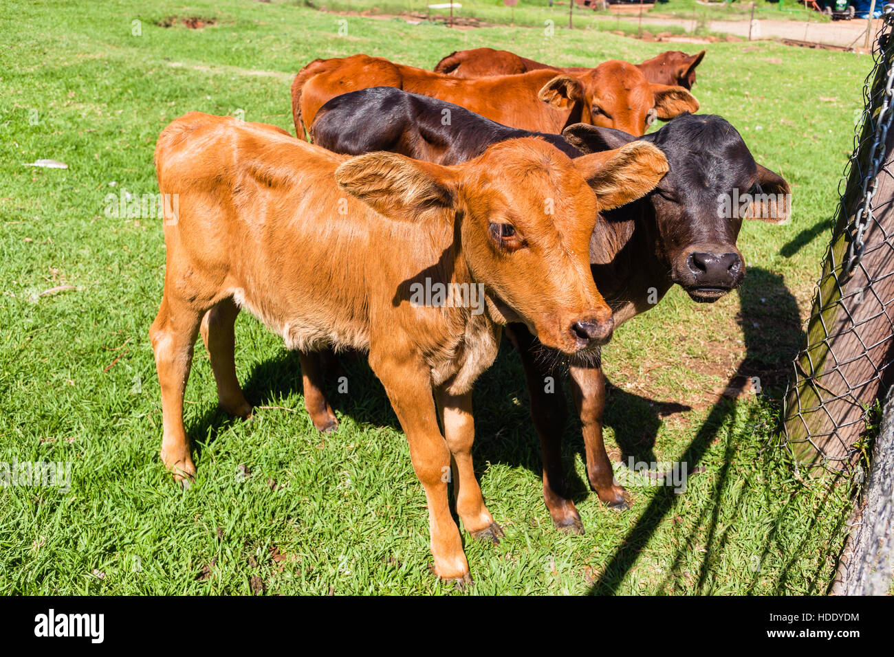 Farm cattle newborn calf animals in safety pen Stock Photo Alamy