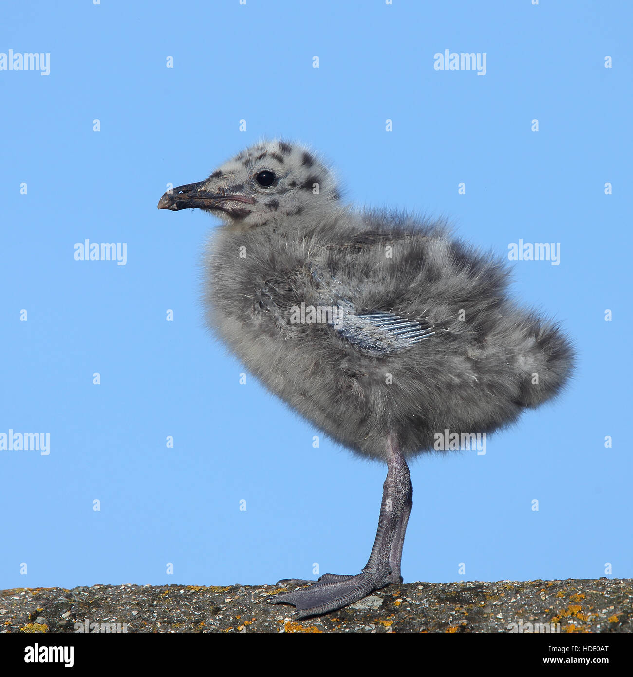 Herring Gull (Larus argentatus), a young chick, Penzance, Cornwall