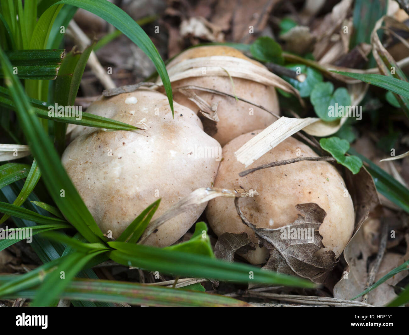 Young morels in grass (Morchella Stock Photo Alamy