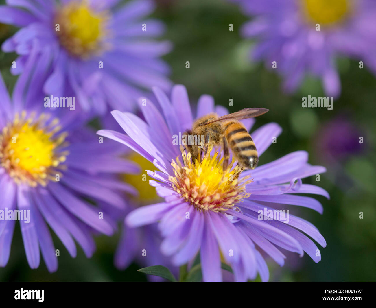 Honey bee feeding on aster Stock Photo Alamy