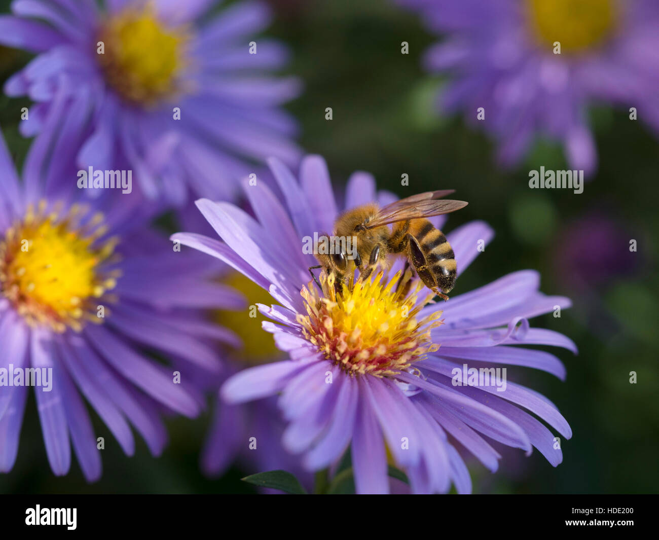 Honey bee on aster in autumn Stock Photo Alamy