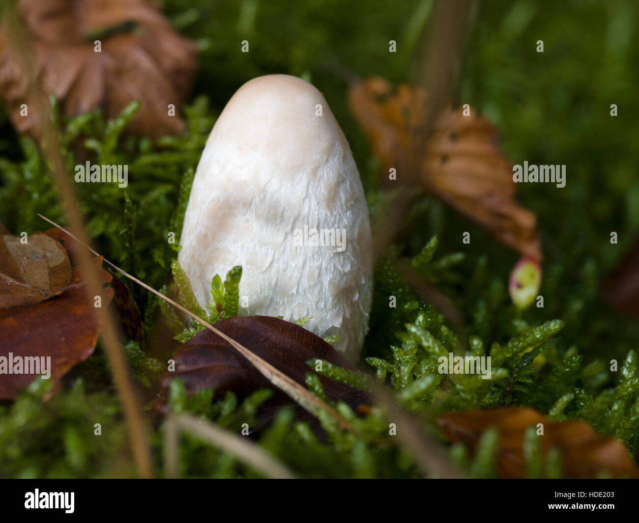 White morel between leaves hires stock photography and images Alamy