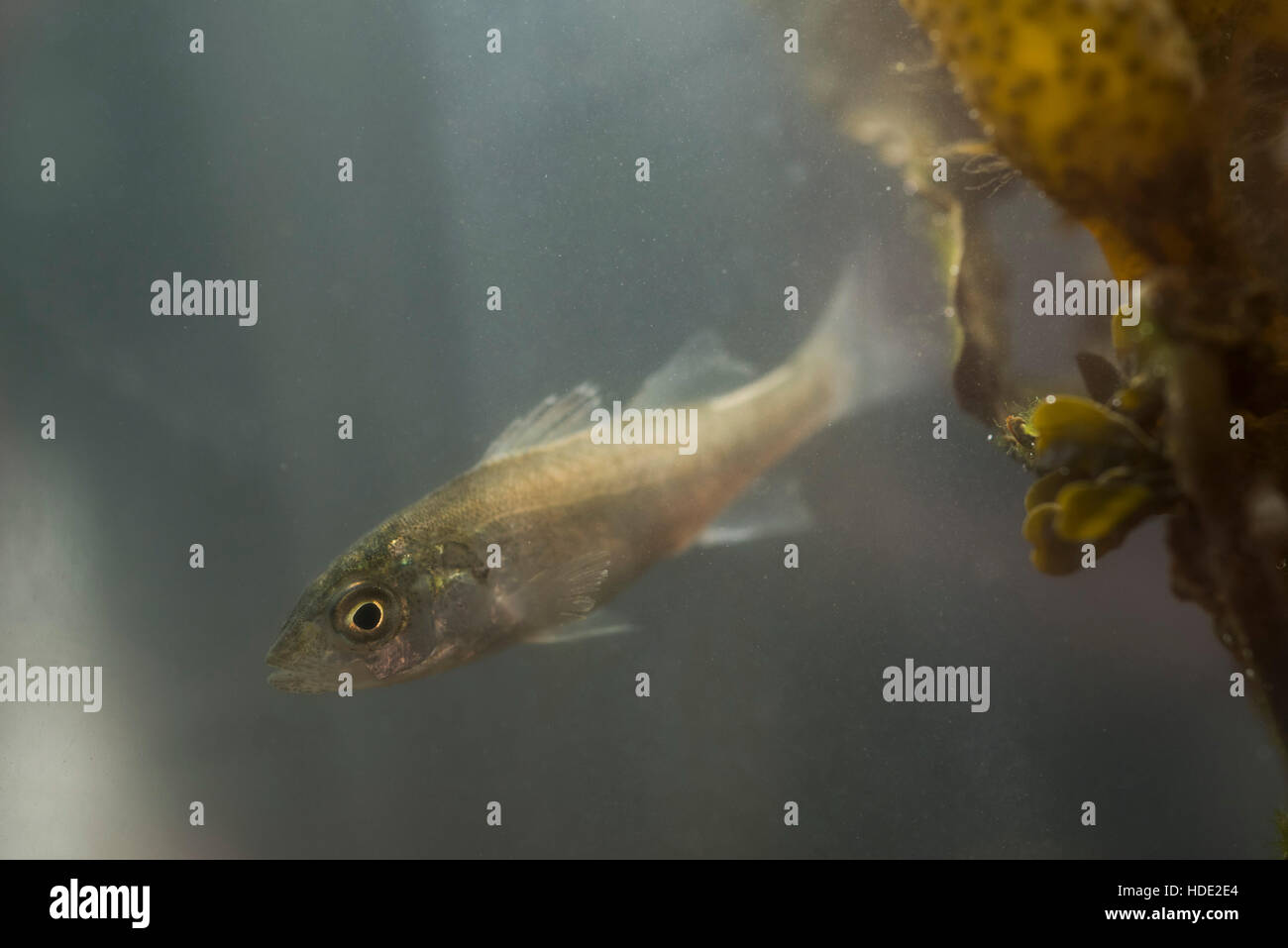 Seebus Fish Seabass fish hi-res stock photography and images - Alamy