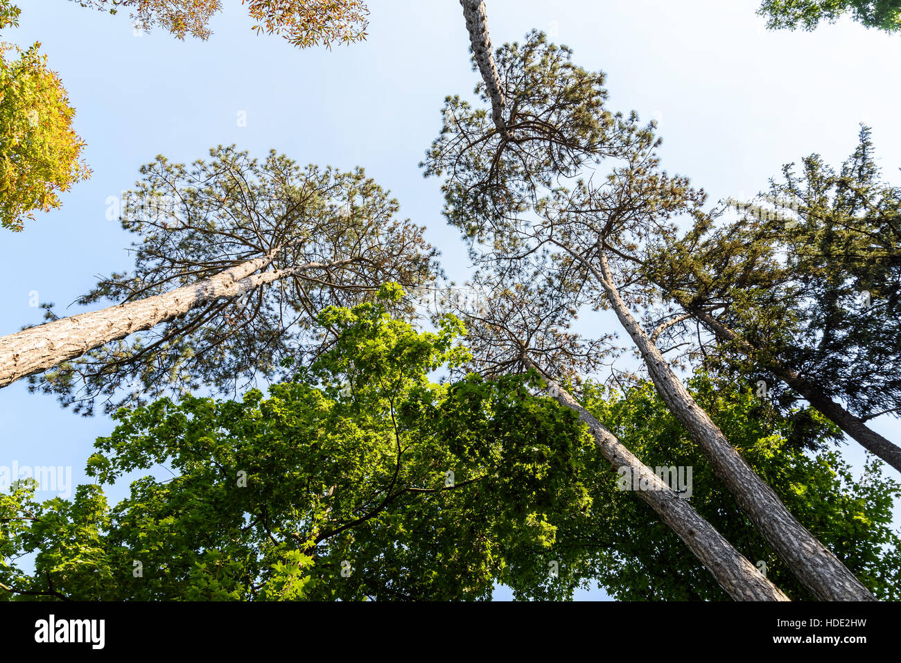 Green Forest Trees On Blue Sky Background Stock Photo - Alamy